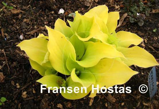 Hosta Coconut Custard